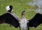 Aalscholver  (juveniel) (Great Cormoran) (Phalacrocorax carbo) - Ogii Nuur 14-08-2016 (9)